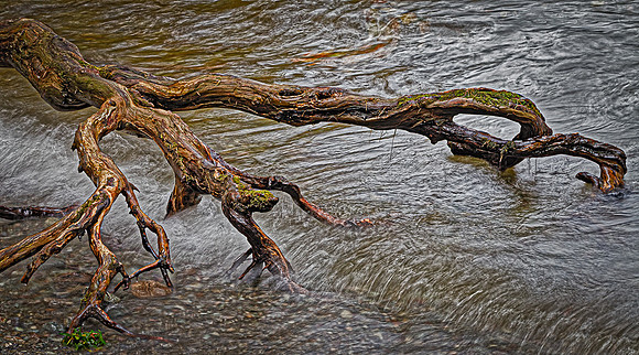 Tree roots washed over by lake water in the Lake District